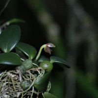 Bulbophyllum crassifolium Thwaites ex Trimen